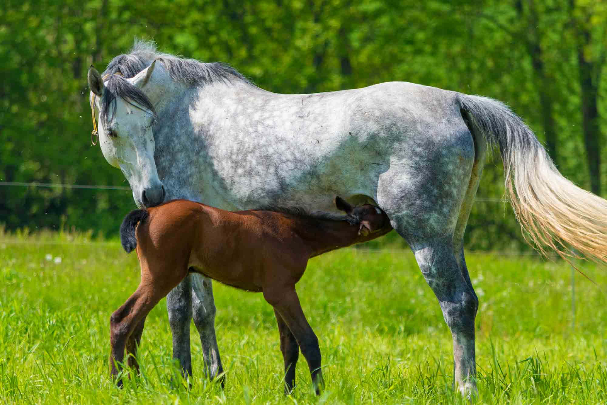 White horse with suckling foal