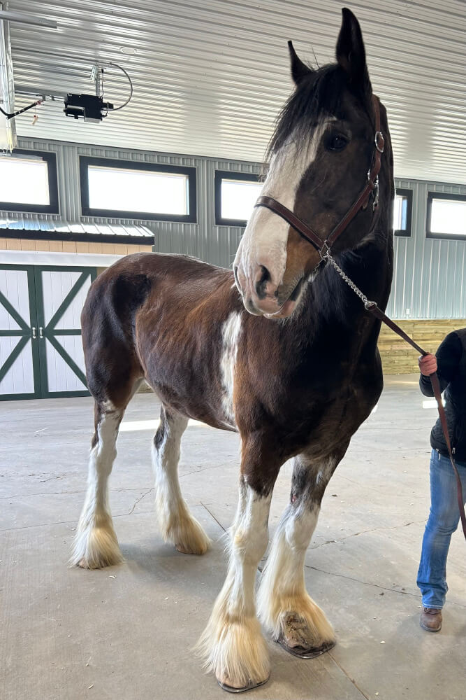 Clydesdale