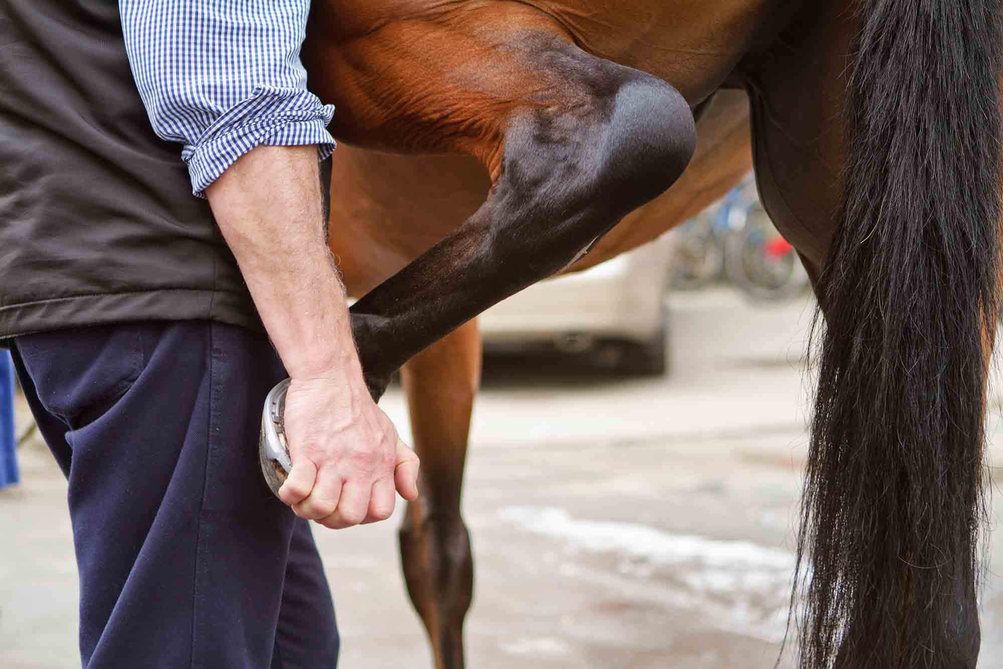 Horse Stretches