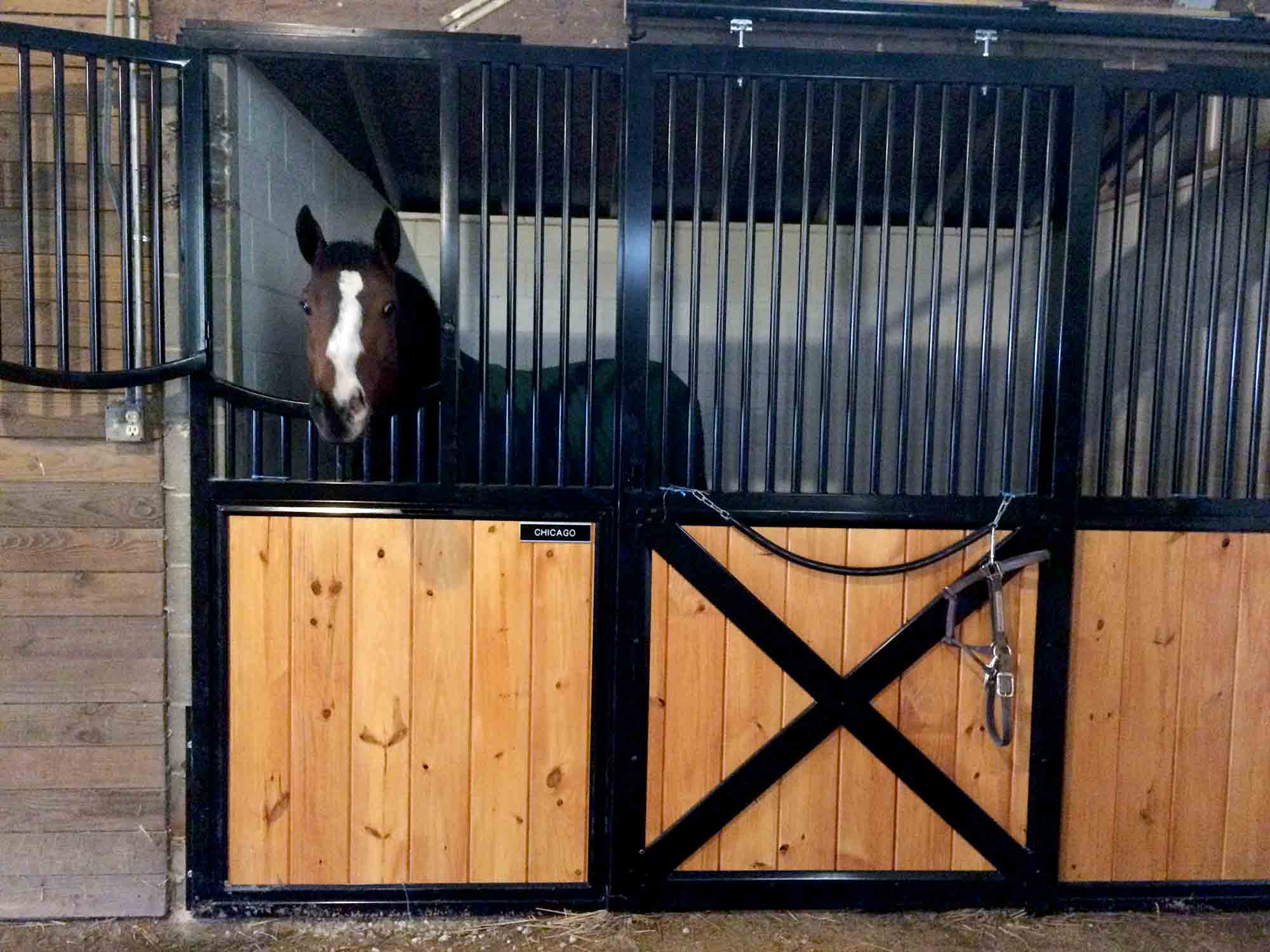 Horse in Rehab Camp