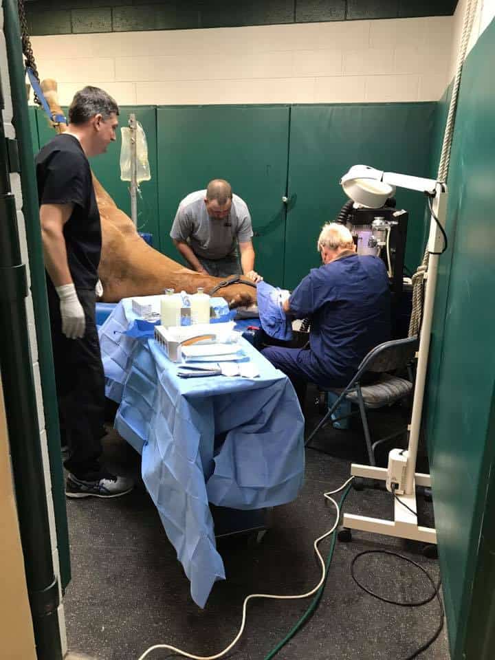 Horse in surgery