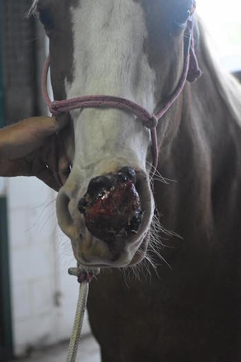 Horse after surgery