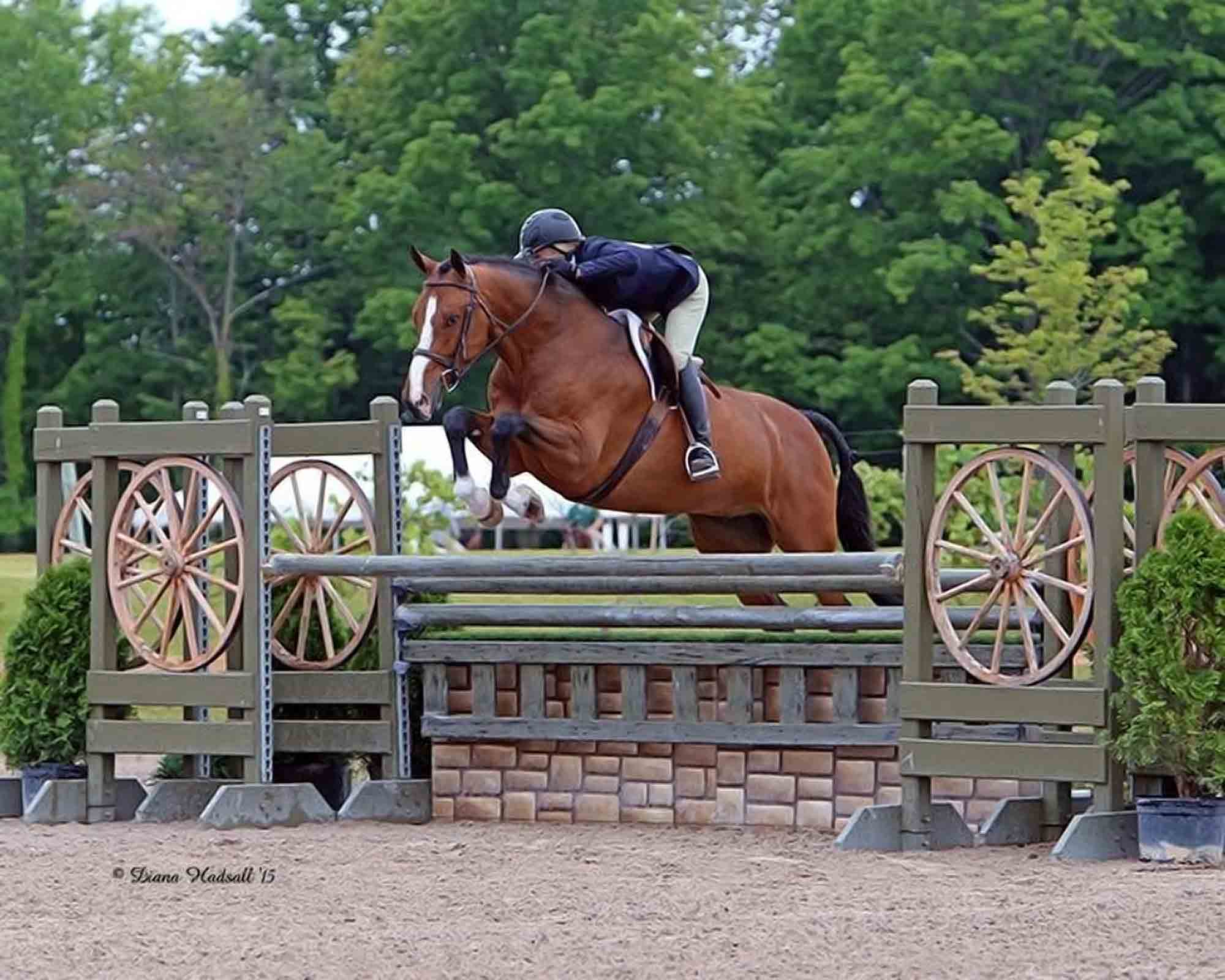New Horse owner jumping obstacle